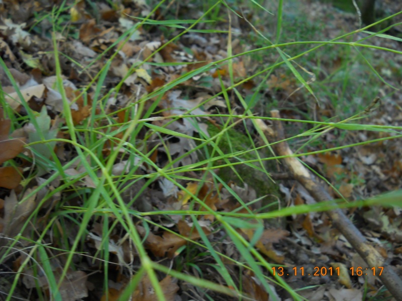 Dianthus cfre. seguieri
